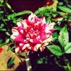 fiona_kexel